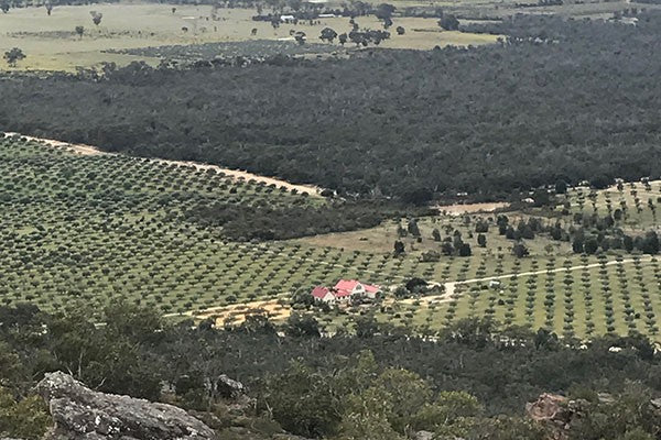 musings from the mount zero olive grove - October 2017